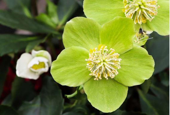 ingrasaminte naturale flori ornamentale